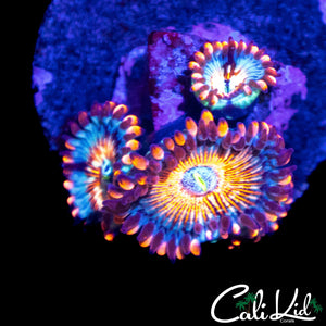 CB WHITE ZOMBIE TRIPLE