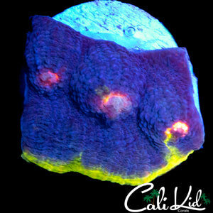 RAINBOW EYE CHALICE