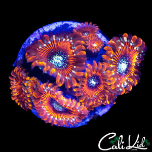 SALTED AGAVE ZOA MINI COLONY