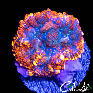 FLAME RIM RHODACTIS