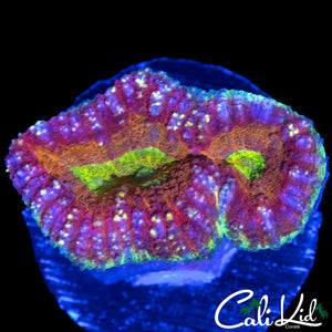 RAINBOW RING LOBO
