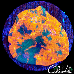 ULTRA SPLATTER CHALICE