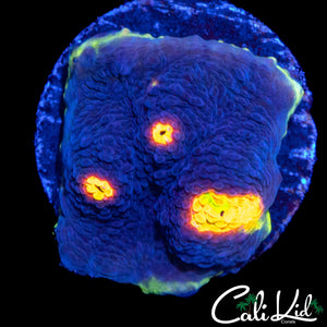 RAINBOW EYE CHALICE