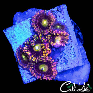 CK ANTIMATTER ZOA MINI COLONY