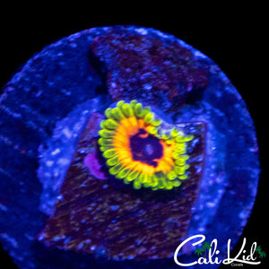 HALLUCINATION ZOA
