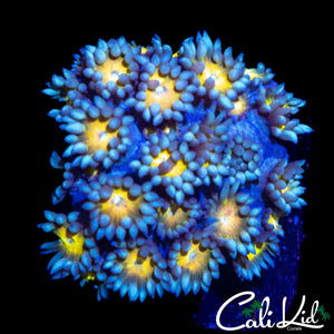 SUNFLOWER GONI