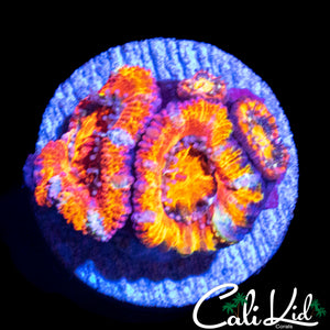 ULTIMATE RAINBOW ACAN QUAD