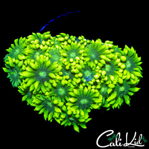 FLOWER PETAL GONI