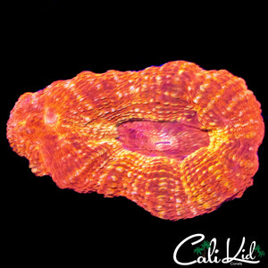 CK GUAVA MELTDOWN BOWER