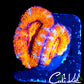 shopify auction