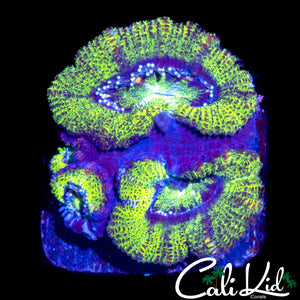 ULTRA ACAN TRIPLE