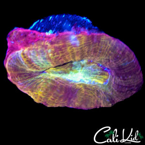 CK RAINBOW BOWERBANKI