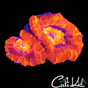 FLAMIN ACAN DOUBLE