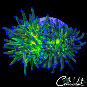 GLITTER GRAIL TORCH DOUBLE (EXTREME GRADE)