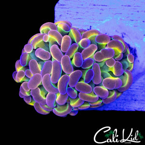 CK MESSIAH HAMMER DOUBLE