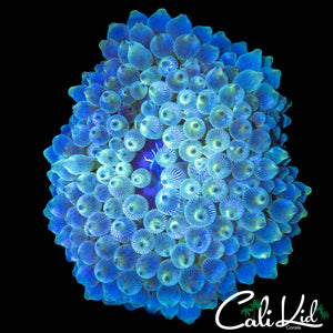 ICEMAN ANEMONE (LARGE)