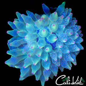 ONE OF A KIND HALF/HALF ANEMONE