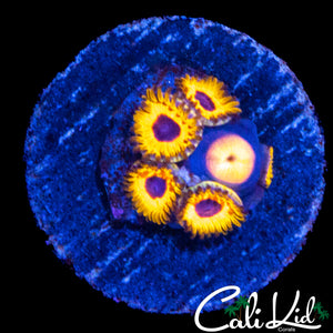 GREAT OWL ZOA MINI COLONY