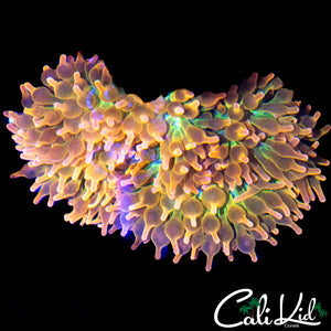 AQUACULTURED RARE RAINBOW NEM