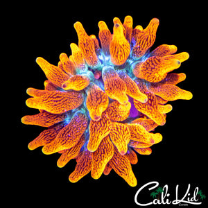 CC COLORADO SUNBURST NEM (NATURAL SPLIT)