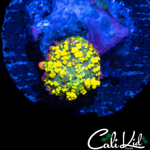 BABY RAINBOW RHODACTIS (SUPER BRIGHT)