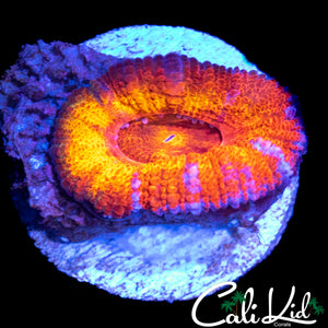 RAINBOW SLICE ACAN LORD