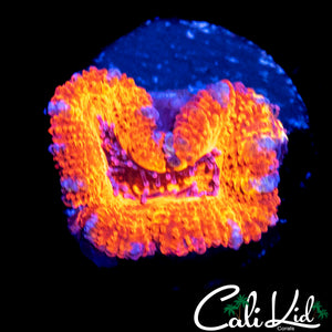 RAINBOW SLICE ACAN LORD