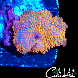 BEAUTIFUL RAINBOW DISCO SHROOM