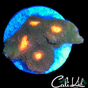 FIRE EYE CHALICE