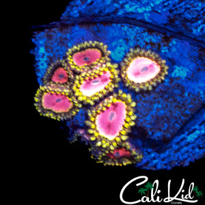 OG RRU PINK DIAMOND ZOA MINI COLONY