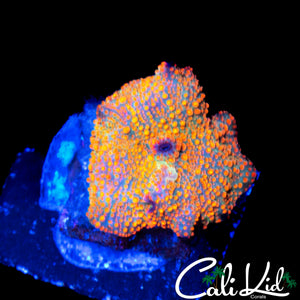 BEAUTIFUL SPOTTED DISCO SHROOM