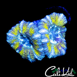 ULTRA STRIPE ACAN DOUBLE