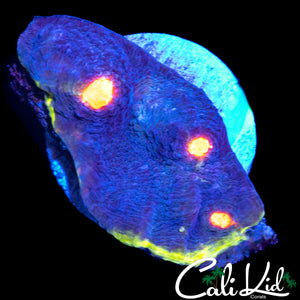 RAINBOW EYE CHALICE CHUNK
