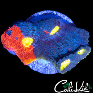 ULTIMATE RAINBOW CHALICE CHUNK