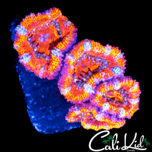 CRAZY RAINBOW ACAN QUAD