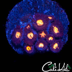 BLUEBERRY CAKE ZOA MINI COLONY