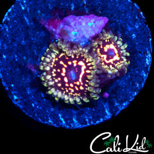 CK ULTIMATE PINK SPACE MONSTER DOUBLE