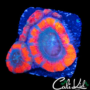 SUPERMAN ASIAN ACAN MINI COLONY