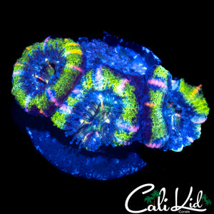 PINWHEEL ACAN TRIPLE