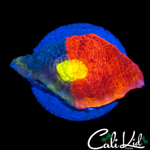 50/50 RAINBOW CHALICE