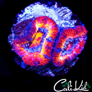 ULTIMATE RAINBOW ACAN DOUBLE