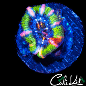 ONE OF A KIND MYSTERY ACAN (PC COLLECTION)