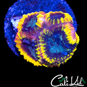 CK ELECTRIC DAISY FAVIA