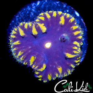CL BLUE THUNDER BLASTO
