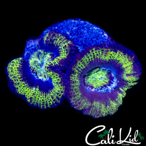 ULTRA ACAN DOUBLE