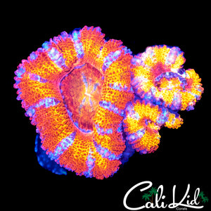 INSANE RAINBOW ACAN TRIPLE