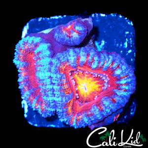 RAINBOW MOUTH ACAN TRIPLE