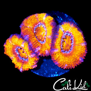 BLINDING RAINBOW ACAN TRIPLE