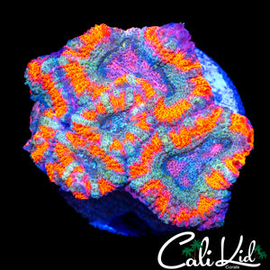 RAINBOW STRIPE ACAN MINI COLONY