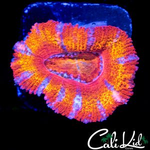 XL RAINBOW ACAN LORD